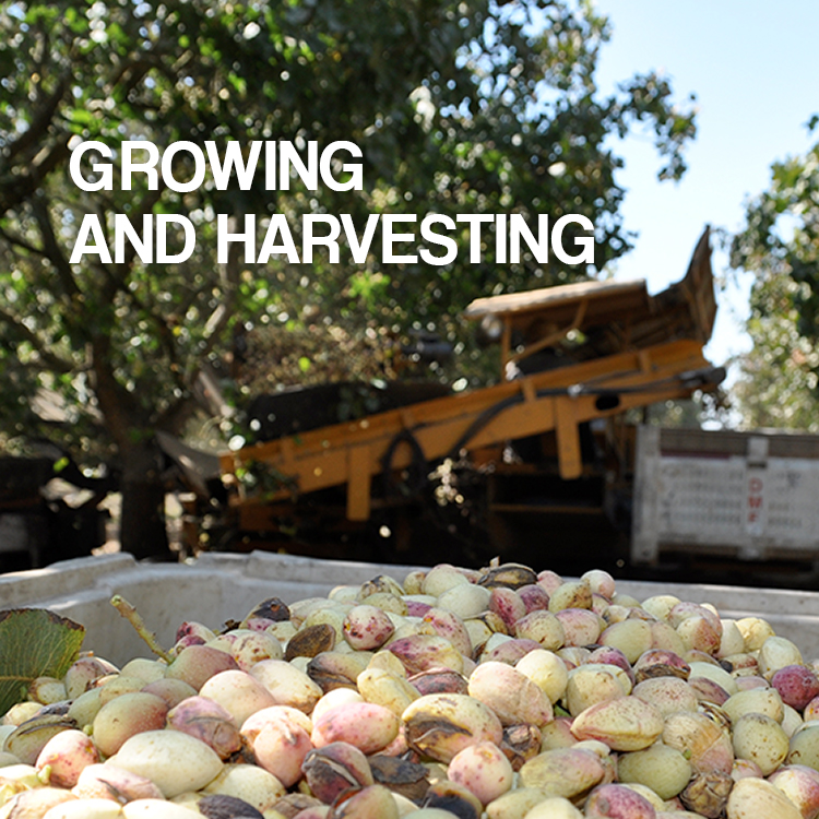 American Pistachio Growinh and Harvesting