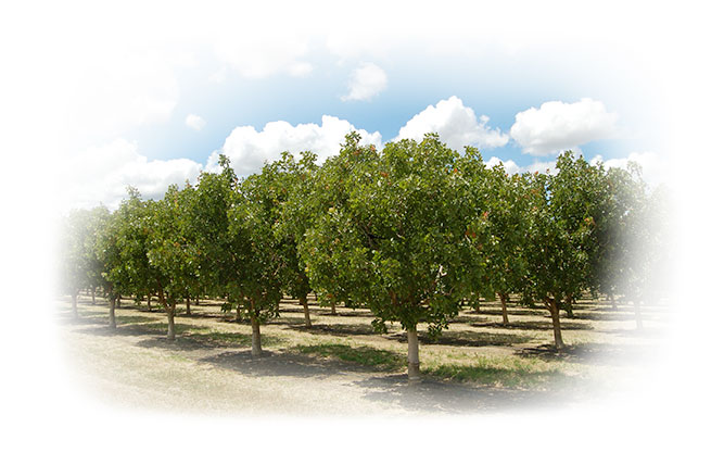 Pistachio Orchard